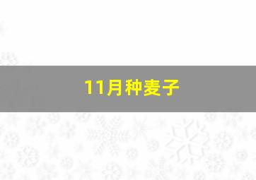 11月种麦子