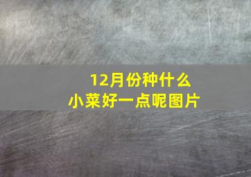 12月份种什么小菜好一点呢图片