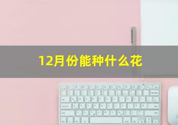 12月份能种什么花