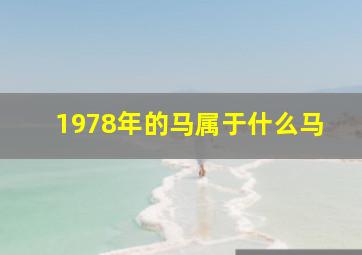 1978年的马属于什么马