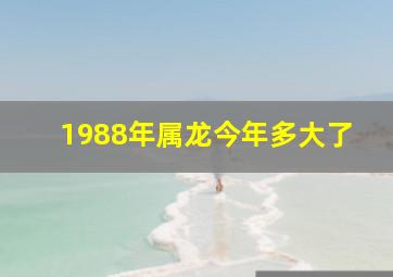 1988年属龙今年多大了