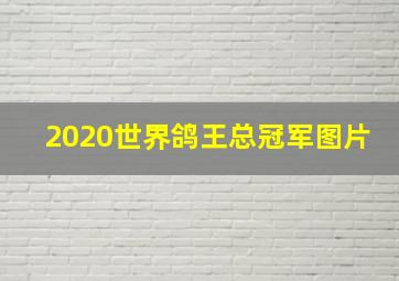 2020世界鸽王总冠军图片