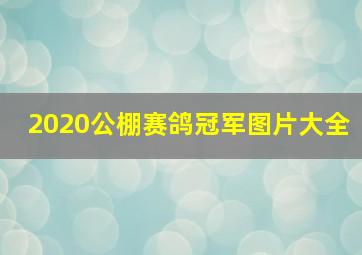 2020公棚赛鸽冠军图片大全