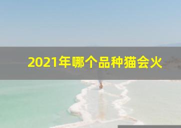 2021年哪个品种猫会火