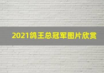 2021鸽王总冠军图片欣赏