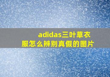 adidas三叶草衣服怎么辨别真假的图片