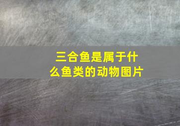 三合鱼是属于什么鱼类的动物图片