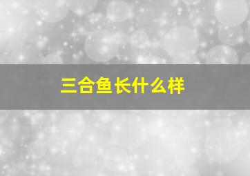 三合鱼长什么样