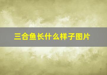 三合鱼长什么样子图片