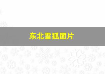 东北雪狐图片