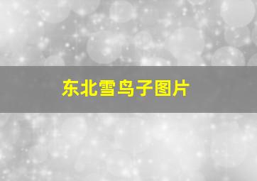 东北雪鸟子图片