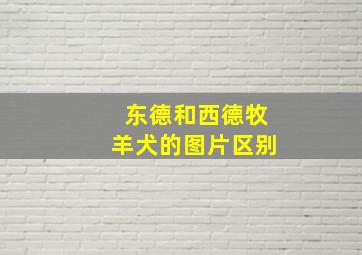 东德和西德牧羊犬的图片区别