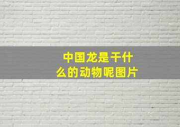 中国龙是干什么的动物呢图片