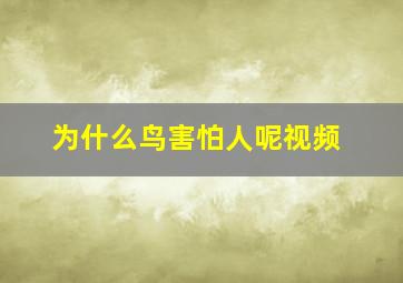 为什么鸟害怕人呢视频