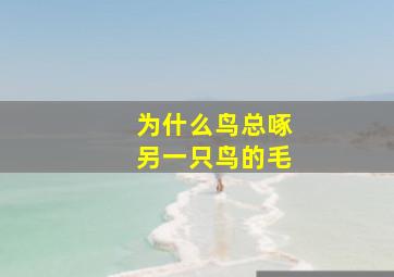 为什么鸟总啄另一只鸟的毛