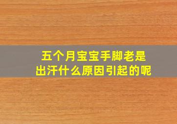 五个月宝宝手脚老是出汗什么原因引起的呢