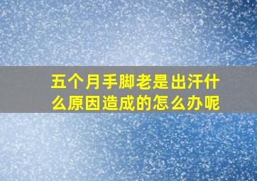 五个月手脚老是出汗什么原因造成的怎么办呢