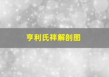 亨利氏袢解剖图