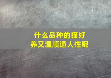 什么品种的猫好养又温顺通人性呢