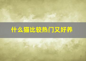 什么猫比较热门又好养