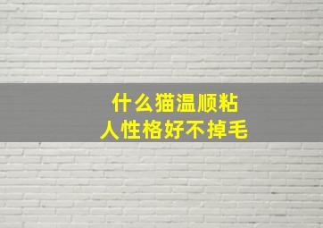 什么猫温顺粘人性格好不掉毛