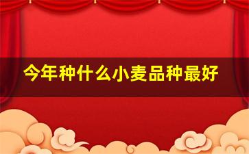 今年种什么小麦品种最好