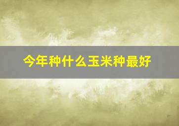 今年种什么玉米种最好