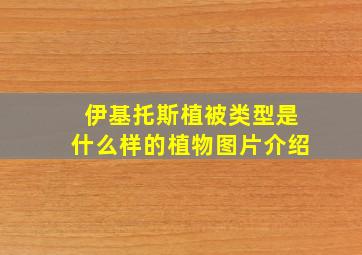 伊基托斯植被类型是什么样的植物图片介绍