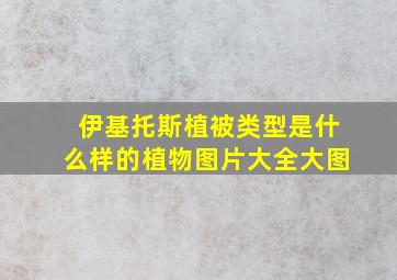 伊基托斯植被类型是什么样的植物图片大全大图