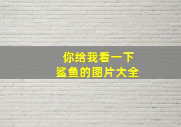 你给我看一下鲨鱼的图片大全