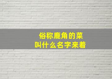 俗称鹿角的菜叫什么名字来着