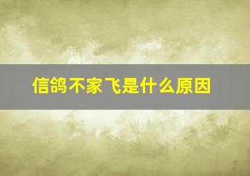 信鸽不家飞是什么原因