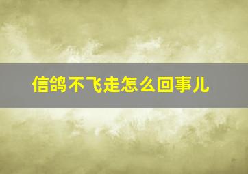 信鸽不飞走怎么回事儿