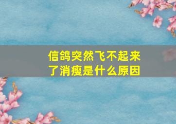 信鸽突然飞不起来了消瘦是什么原因