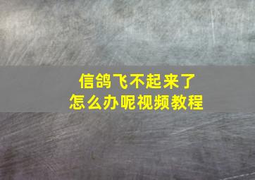 信鸽飞不起来了怎么办呢视频教程