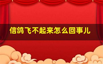 信鸽飞不起来怎么回事儿