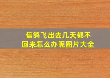 信鸽飞出去几天都不回来怎么办呢图片大全