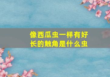 像西瓜虫一样有好长的触角是什么虫