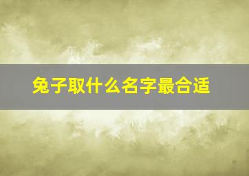 兔子取什么名字最合适