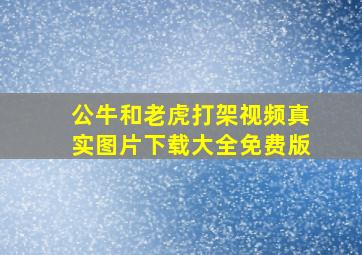 公牛和老虎打架视频真实图片下载大全免费版