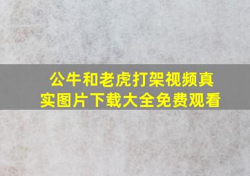 公牛和老虎打架视频真实图片下载大全免费观看