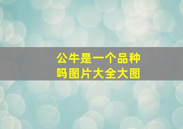 公牛是一个品种吗图片大全大图