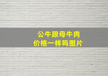 公牛跟母牛肉价格一样吗图片