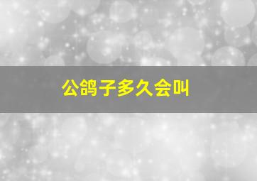 公鸽子多久会叫