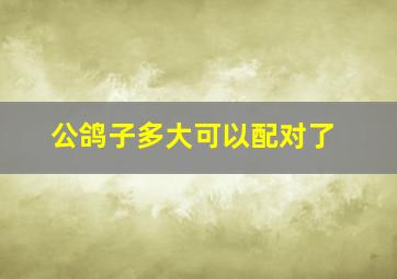 公鸽子多大可以配对了