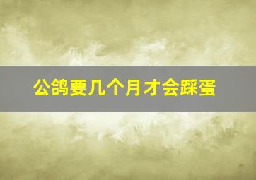 公鸽要几个月才会踩蛋