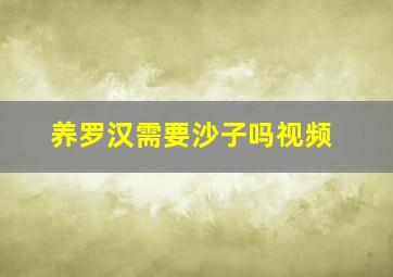 养罗汉需要沙子吗视频