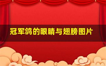 冠军鸽的眼睛与翅膀图片