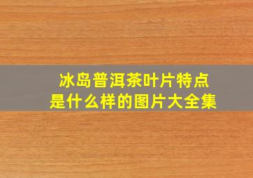 冰岛普洱茶叶片特点是什么样的图片大全集