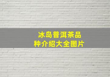 冰岛普洱茶品种介绍大全图片